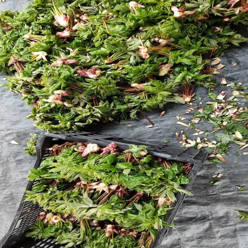 강원더몰,(예약판매) 봄철 개두릅 잎