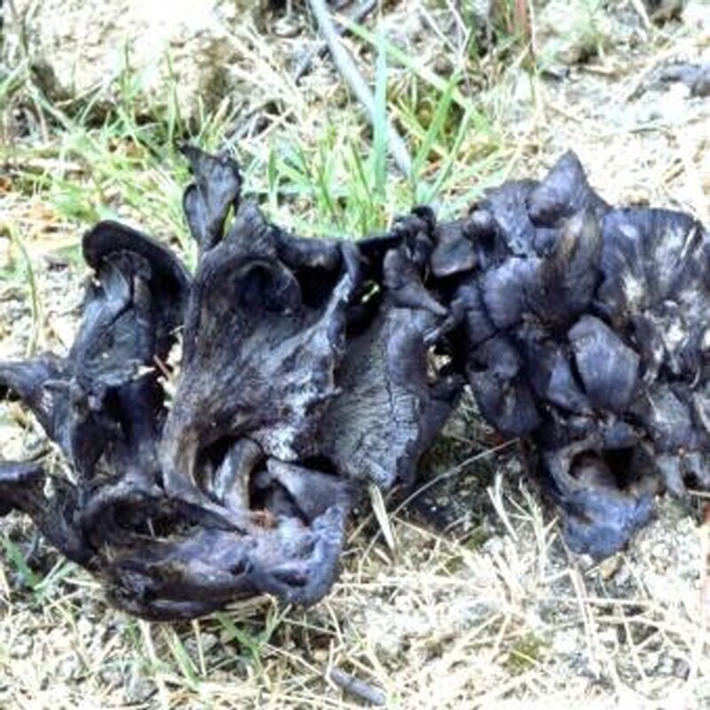 강원더몰,자연산 까치버섯 생물 1kg (예약주문)