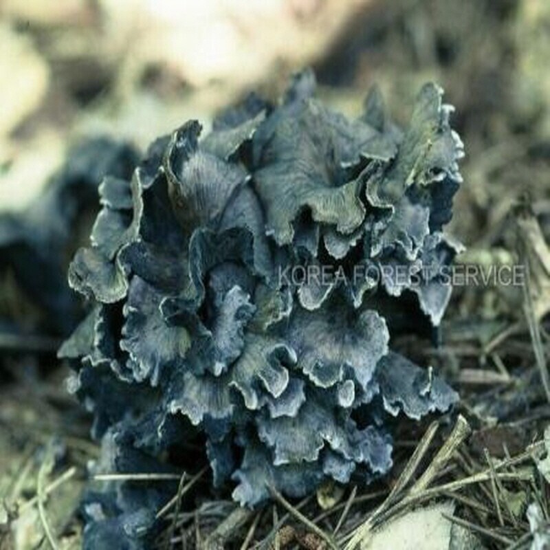 강원더몰,자연산 까치버섯 생물 1kg (예약주문)