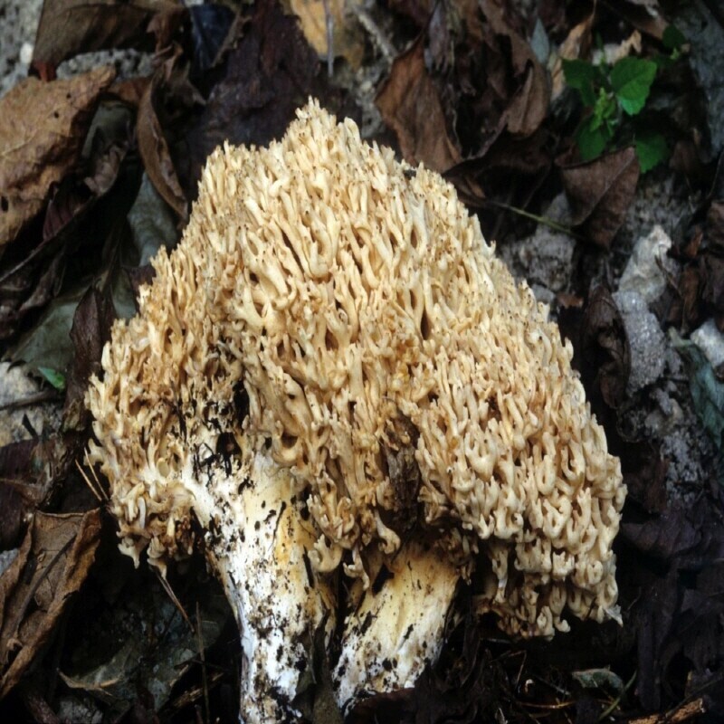 강원더몰,자연산 싸리버섯 생물 1kg (예약주문)
