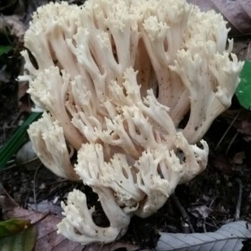 강원더몰,자연산 싸리버섯 생물 1kg (예약주문)
