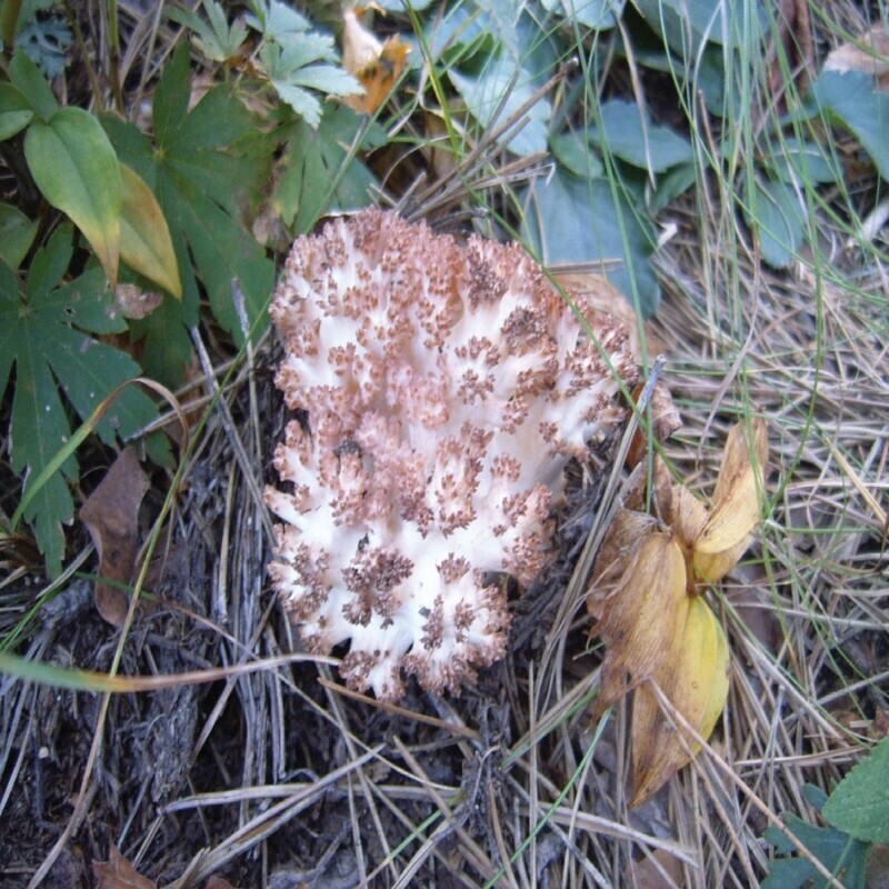 강원더몰,자연산 싸리버섯 생물 1kg (예약주문)