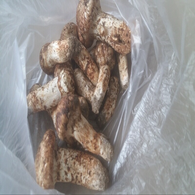 강원더몰,자연산 송이버섯 생물 1kg (예약주문)