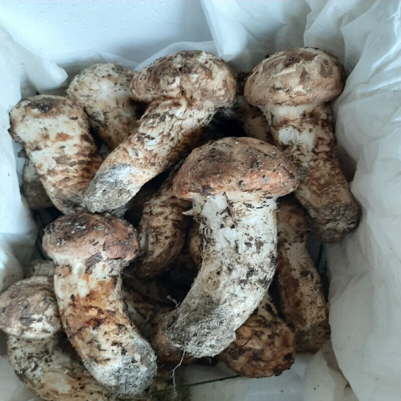 강원더몰,자연산 송이버섯 생물 1kg (예약주문)