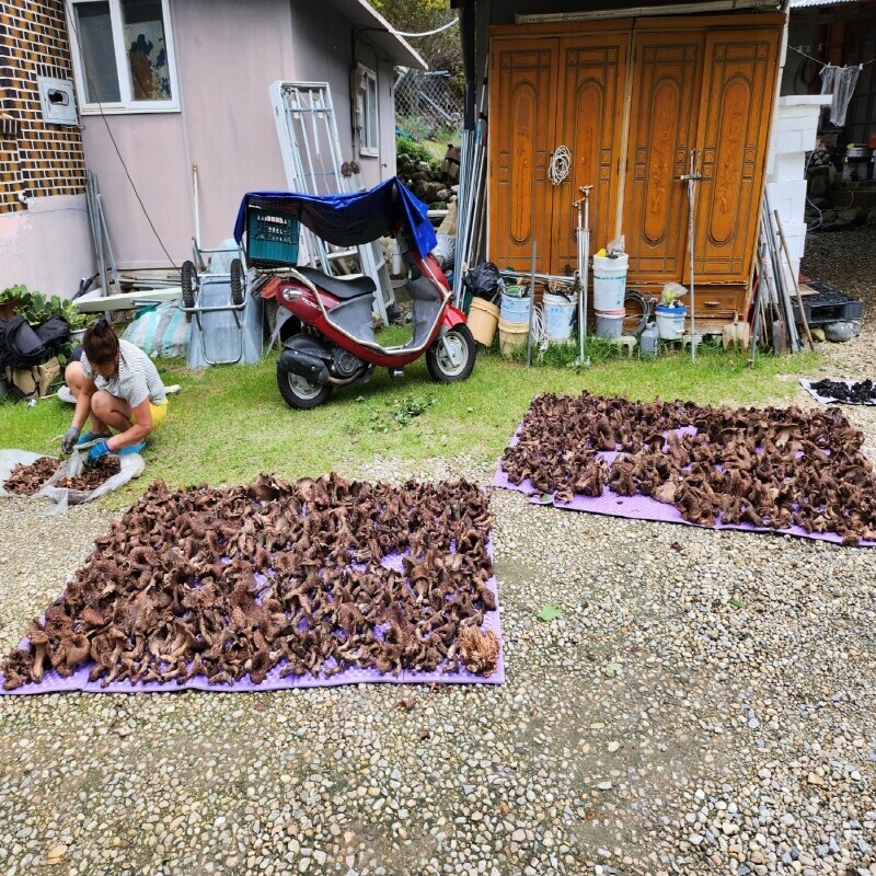 강원더몰,자연산 능이버섯 생물 1kg (예약주문)