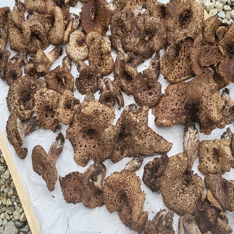 강원더몰,자연산 능이버섯 생물 1kg (예약주문)