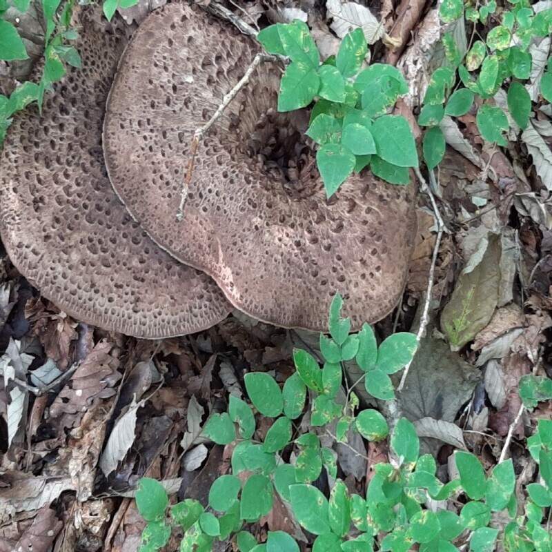 강원더몰,자연산 능이버섯 생물 1kg (예약주문)