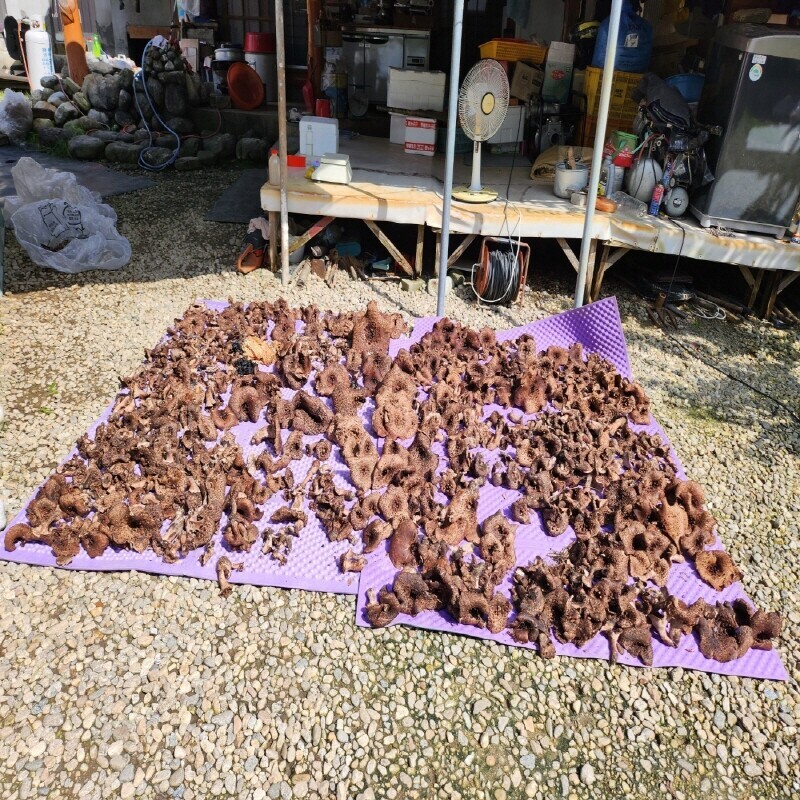 강원더몰,자연산 능이버섯 생물 1kg (예약주문)