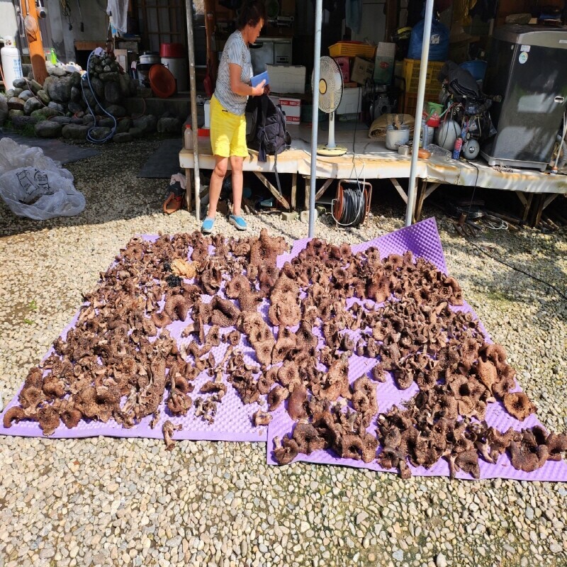 강원더몰,자연산 능이버섯 생물 1kg (예약주문)