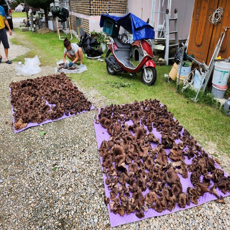 강원더몰,자연산 능이버섯 생물 1kg (예약주문)